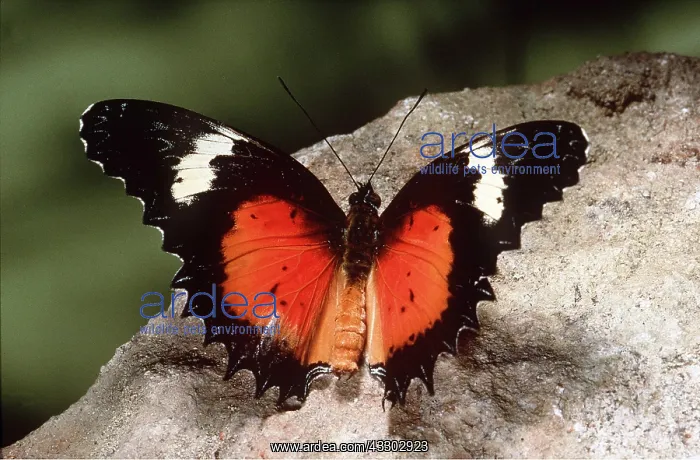 : LACEWING BUTTERFLY - ON ROCK : LACEWING BUTTERFLY - ON ROCK
