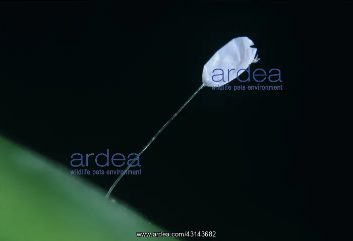 : Lacewing (Chrysoperla carnea) egg : Lacewing (Chrysoperla carnea) egg