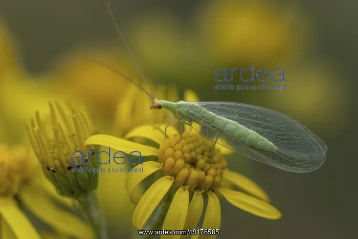 : Lacewing (Chrysoperla carnea) on ragwort (Senecio jacobaea) : Lacewing (Chrysoperla carnea) on ragwort (Senecio jacobaea)