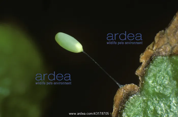 : Lacewing egg : Lacewing egg