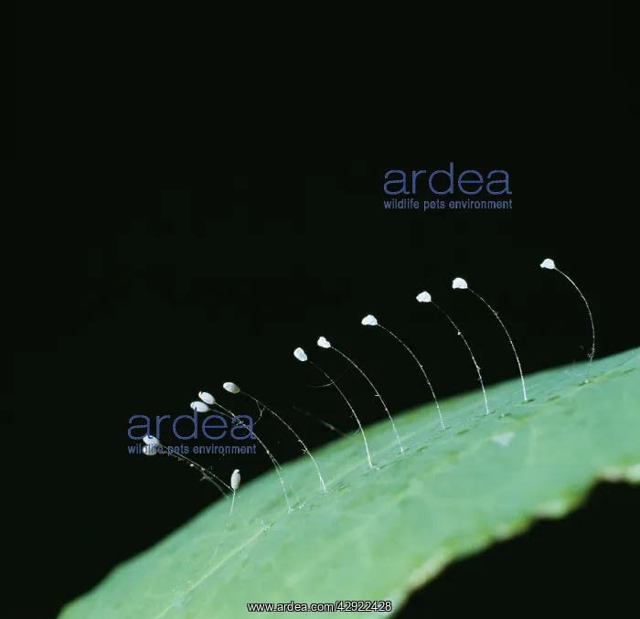 : Lacewing Eggs : Lacewing Eggs