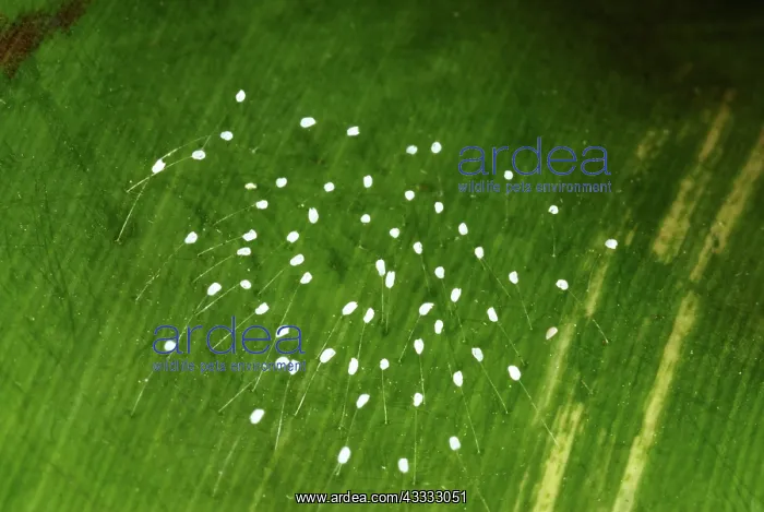 : Lacewing Eggs : Lacewing Eggs