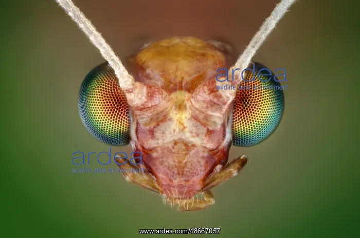 : Lacewing head (Chrysoperla carnea) : Lacewing head (Chrysoperla carnea)