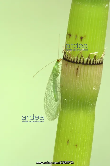 : Lacewing - On Horsetail Stem : Lacewing - On Horsetail Stem