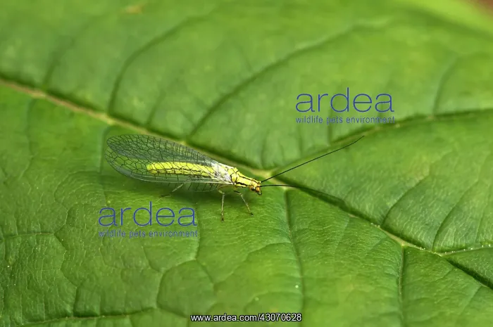 : Lacewing (Hypochrysa elegans) resting on leaf. Allindelille : Lacewing (Hypochrysa elegans) resting on leaf. Allindelille