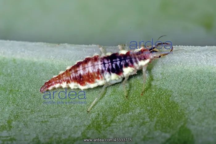 : Lacewing Larva : Lacewing Larva