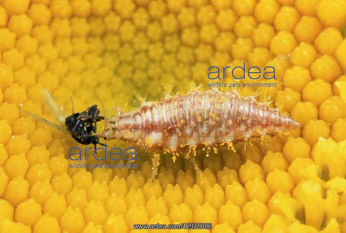: Lacewing Larva - feeding on fly prey : Lacewing Larva - feeding on fly prey