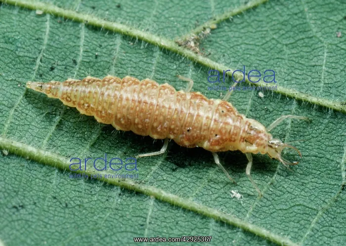  : Lacewing Larvae