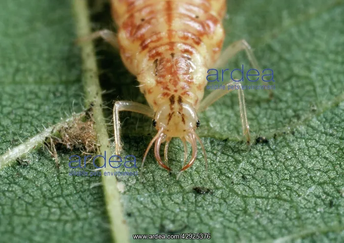 : Lacewing Larvae - piercing mouthparts : Lacewing Larvae - piercing mouthparts