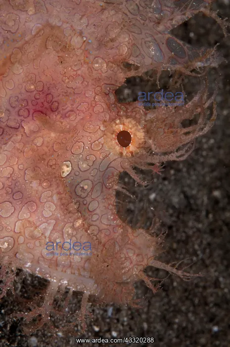 : Lacey Scorpionfish : Lacey Scorpionfish