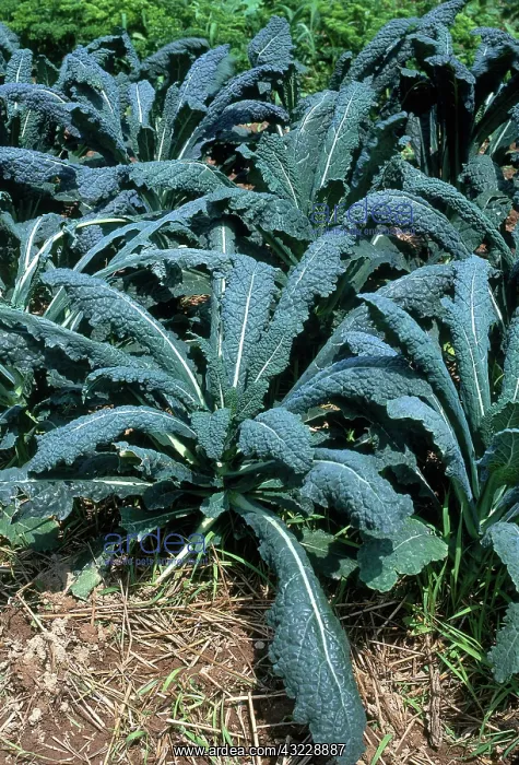 : Lacinato Kale : Lacinato Kale