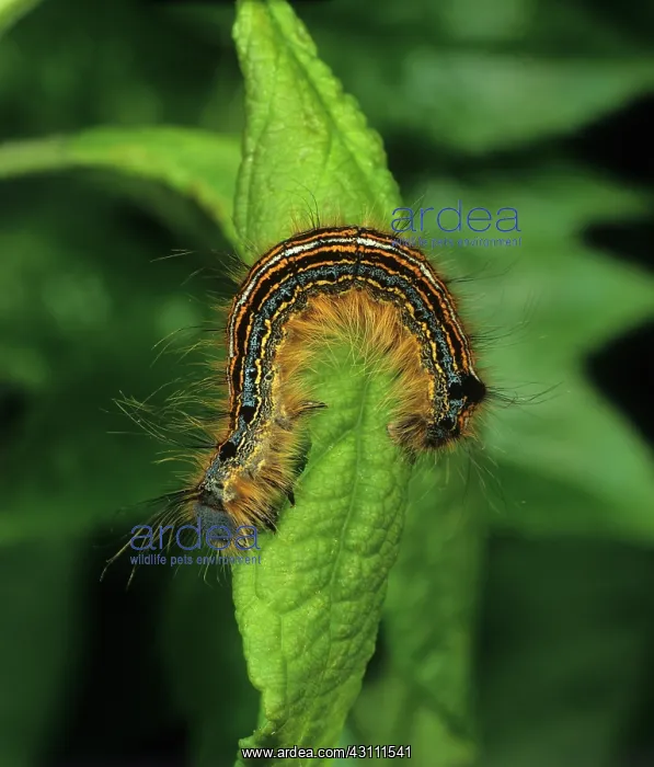 : Lackey moth caterpillar : Lackey moth caterpillar