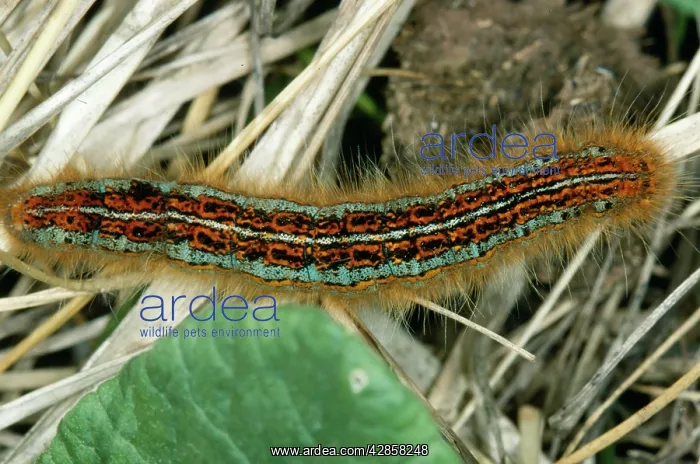 : Lackey Moth - Larvae / caterpillar : Lackey Moth - Larvae / caterpillar
