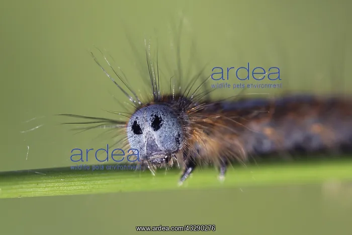 : Lackey Moth (Malacosoma neustria) caterpillar o : Lackey Moth (Malacosoma neustria) caterpillar o