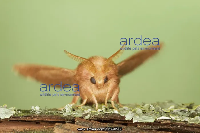  : The Lackey Moth - male showing antennae