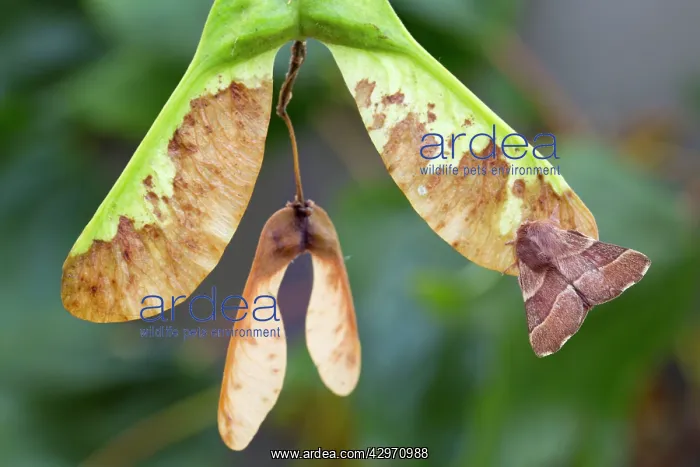 : Lackey Moth - on Sycamore Seed : Lackey Moth - on Sycamore Seed
