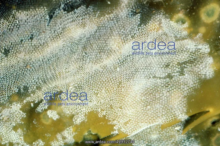  : Lacy-Crust Bryozoan  /  Sea Mat (Bryozoa) - on kelp