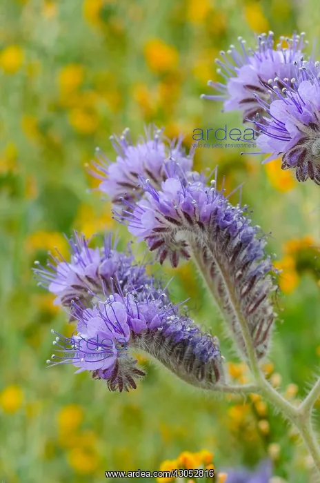 : Lacy Phacelia (Phacelia tanacetifolia) blooms : Lacy Phacelia (Phacelia tanacetifolia) blooms