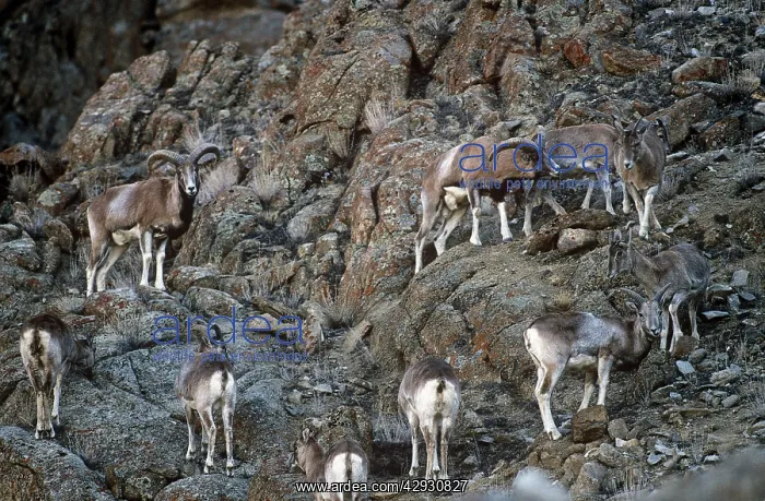 : Ladakh Urial Sheep : Ladakh Urial Sheep