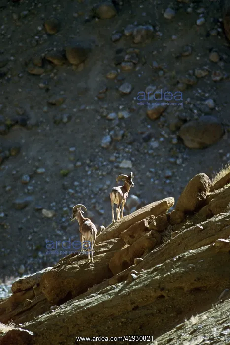 : Ladakh Urial Sheep - males : Ladakh Urial Sheep - males