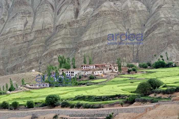 : Ladakh village in Indus valley : Ladakh village in Indus valley