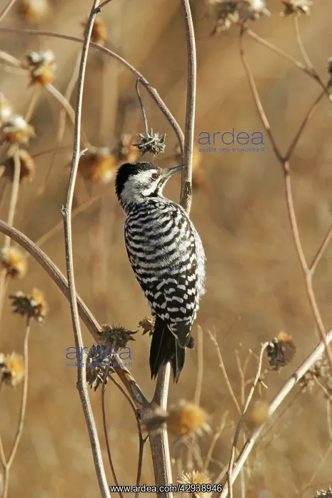 : Ladder-backed Woodpecker : Ladder-backed Woodpecker