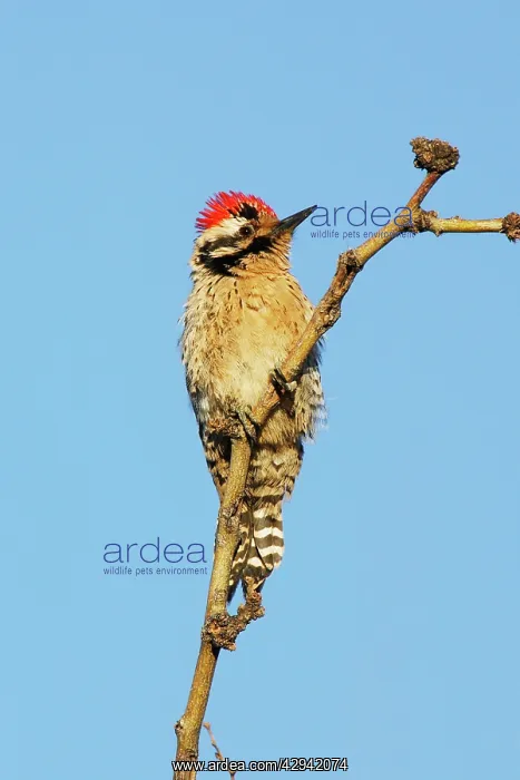 : Ladder-backed Woodpecker : Ladder-backed Woodpecker