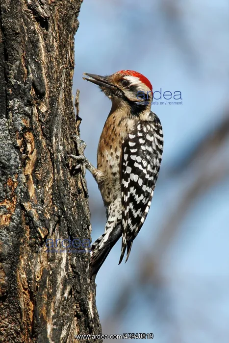: Ladder-backed Woodpecker : Ladder-backed Woodpecker