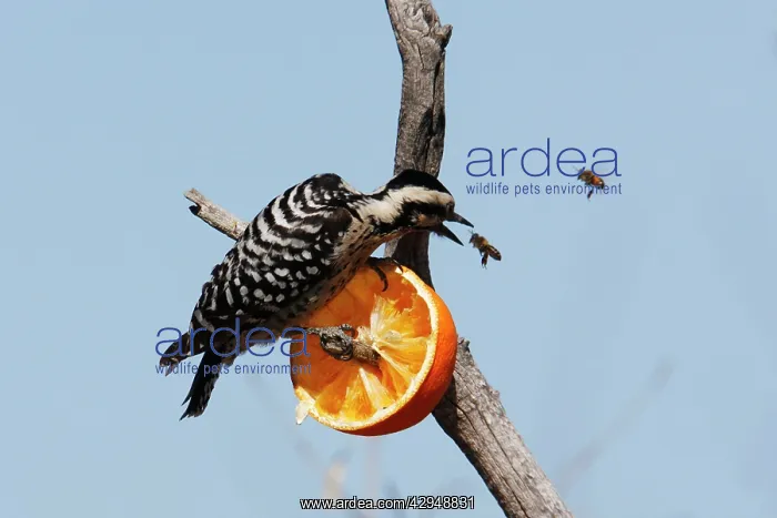 : Ladder-backed Woodpecker : Ladder-backed Woodpecker