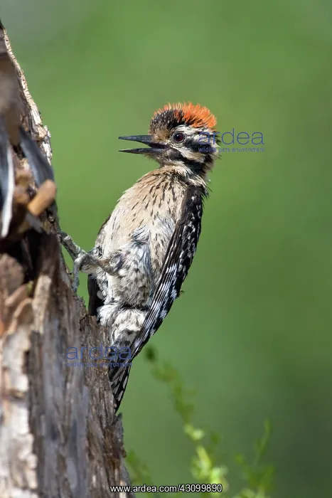 : Ladder-backed Woodpecker : Ladder-backed Woodpecker