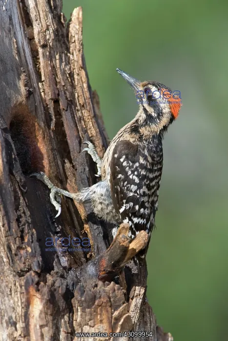 : Ladder-backed Woodpecker : Ladder-backed Woodpecker
