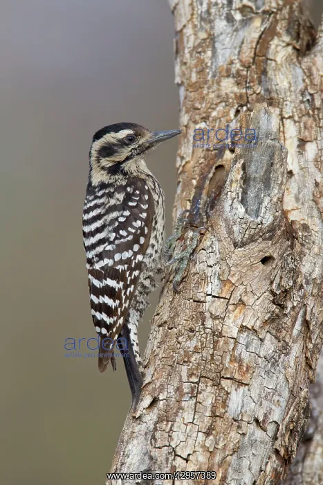 : Ladder-backed Woodpecker - female : Ladder-backed Woodpecker - female
