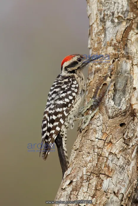 : Ladder-backed Woodpecker - male : Ladder-backed Woodpecker - male