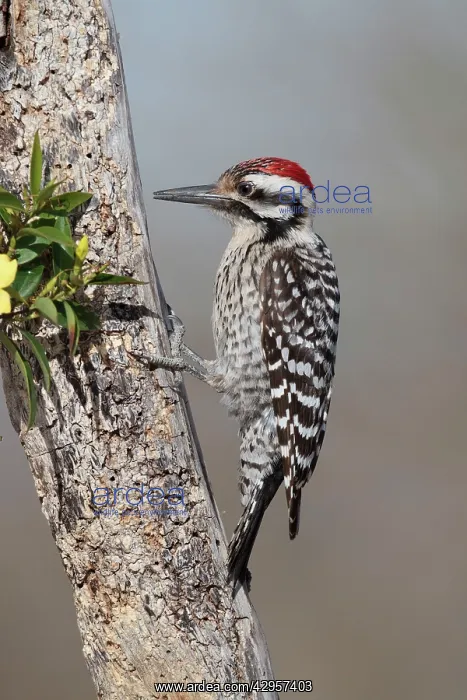 : Ladder-backed Woodpecker - male : Ladder-backed Woodpecker - male