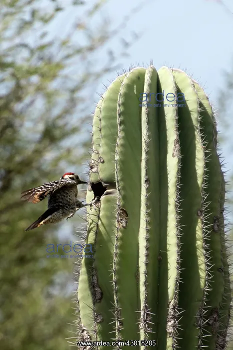 : Ladder-backed Woodpecker male entering nest in cactus : Ladder-backed Woodpecker male entering nest in cactus