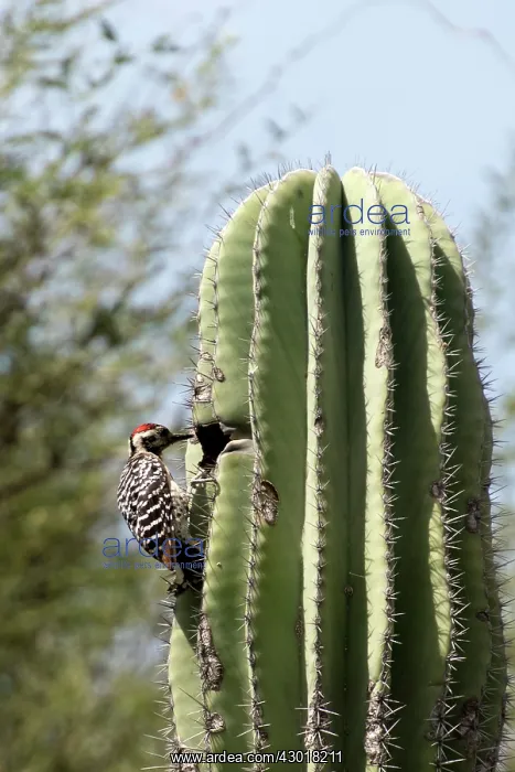 : Ladder-backed Woodpecker male entering nest in cactus : Ladder-backed Woodpecker male entering nest in cactus