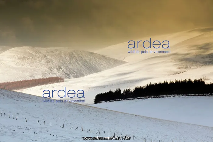 : Ladder Hills - in snow : Ladder Hills - in snow