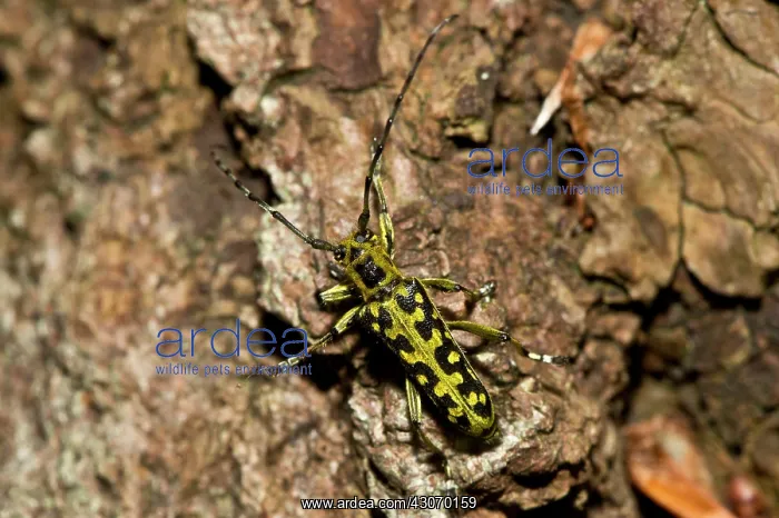: Ladder-marked Longhorn Beetle (Saperda scalaris) : Ladder-marked Longhorn Beetle (Saperda scalaris)