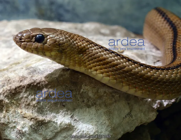  : Ladder Snake, non-venomous snake endemic to south
