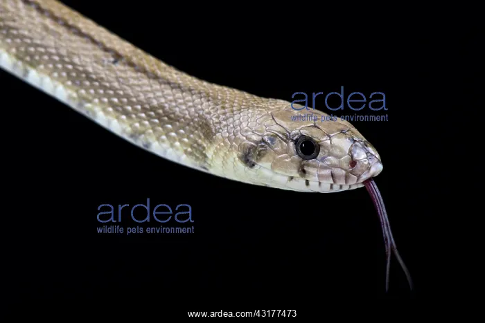 : Ladder snake (Rhinechis scalaris), Spain : Ladder snake (Rhinechis scalaris), Spain