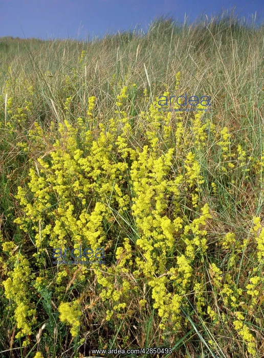 : Ladies Bedstraw - on dunes : Ladies Bedstraw - on dunes
