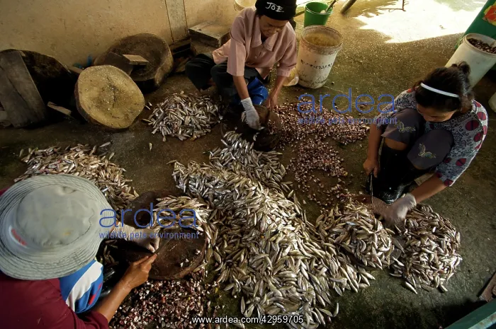 : Ladies Fish processing - Fish processing for pla : Ladies Fish processing - Fish processing for pla