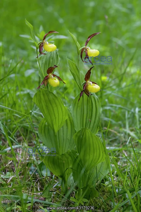 : Ladies slipper Orchid (Cypripedium calceolus), Two : Ladies slipper Orchid (Cypripedium calceolus), Two