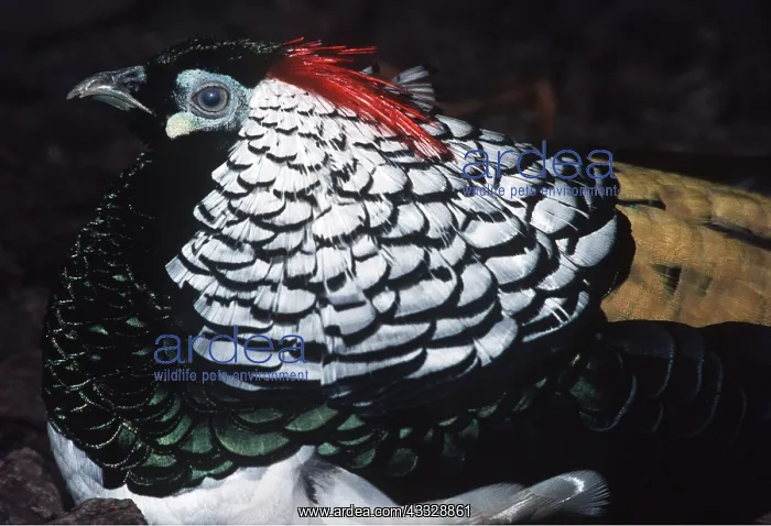 : LADY AMHERST PHEASANT : LADY AMHERST PHEASANT