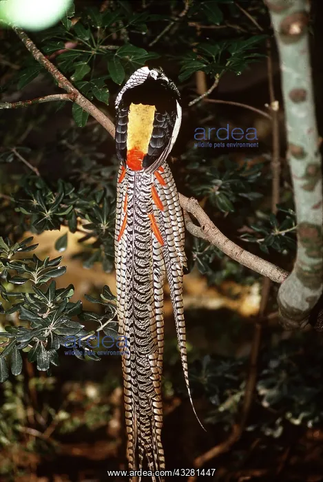 : LADY AMHERST PHEASANT - facing away, showing tail : LADY AMHERST PHEASANT - facing away, showing tail