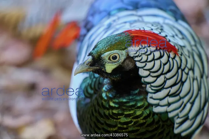: Lady Amherst's Pheasant (Chrysolophus amherstiae), l : Lady Amherst's Pheasant (Chrysolophus amherstiae), l