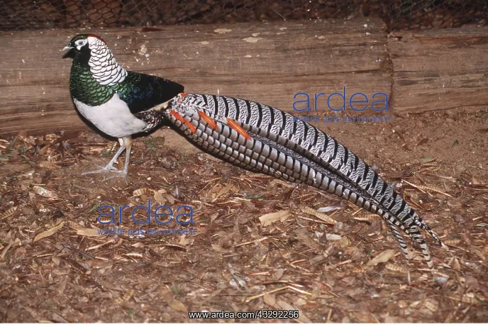 : LADY AMHERST'S PHEASANT - male : LADY AMHERST'S PHEASANT - male