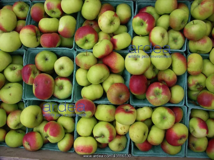 : Lady Apples : Lady Apples