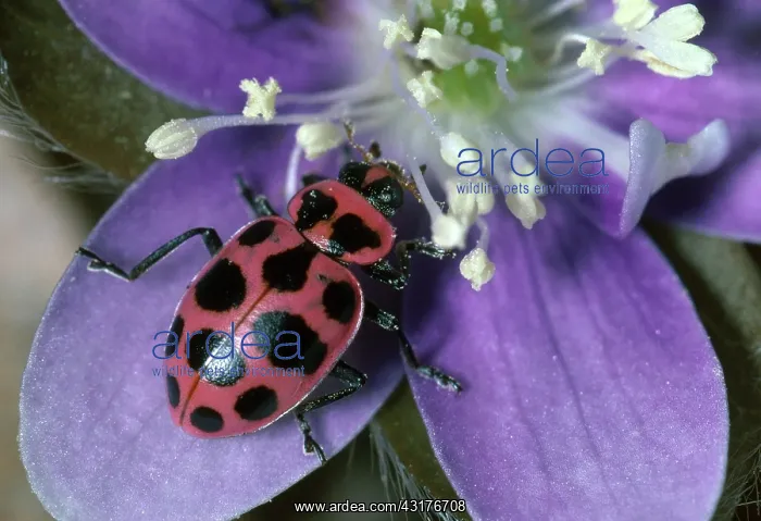 : Lady Beetle eating pollen on Hepatica flower : Lady Beetle eating pollen on Hepatica flower