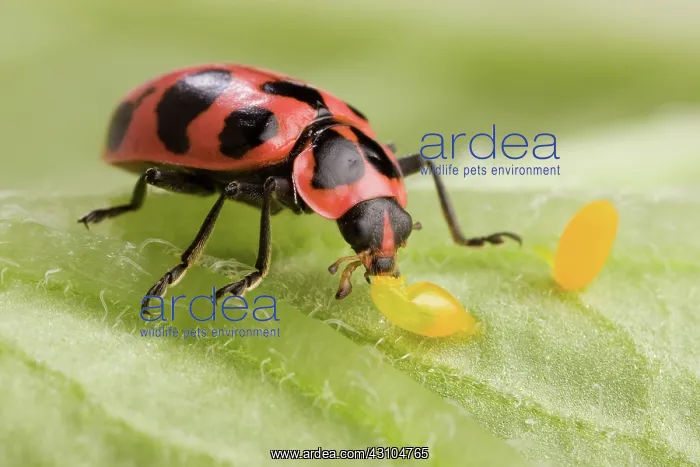 : Lady Beetle Eats Potato Beetle Eggs : Lady Beetle Eats Potato Beetle Eggs